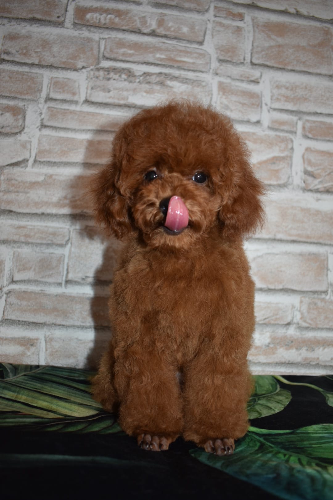 Toy Poodle puppies  in Coimbatore - Breed n Breeder